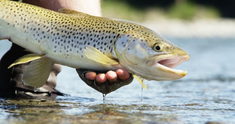 Typical brown trout of the Waiau River, New Zealand and released back to the river