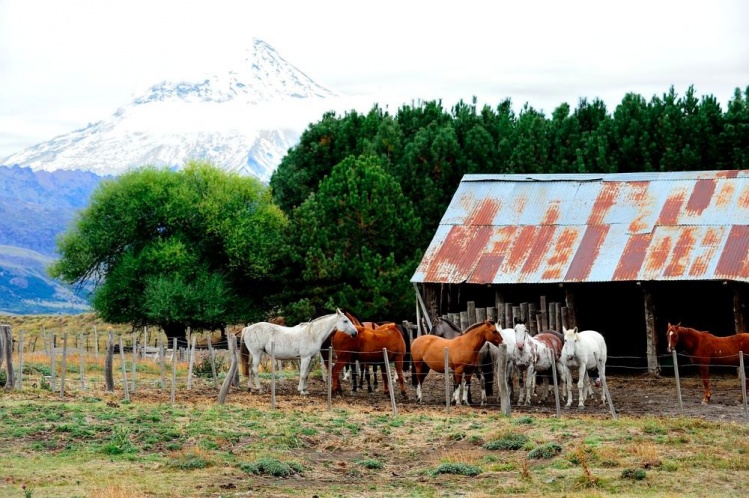Horses in front of Lanin.