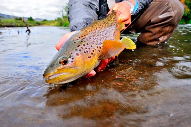 A beautiful wild Patagonia brown trout.