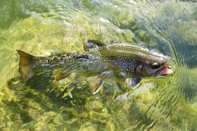 Brooke trout from Sava river