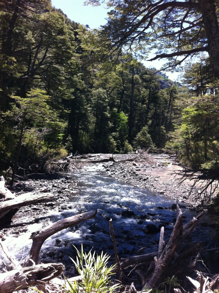 rio villarrica tributary, a great place to stop and catch some perca trucha. similar to the smallmouth bass