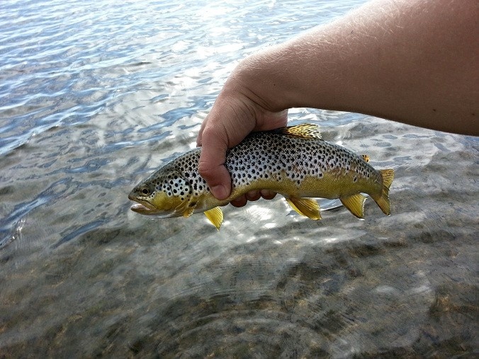 A gorgeous lake brown taken on a dry fly