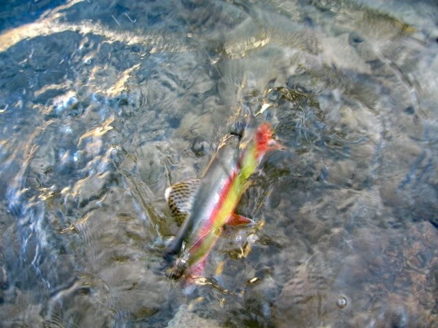 Golden trout, Sawtooths, Idaho