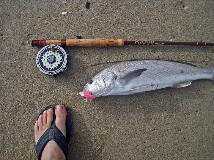 vintage setup: fenwick fiberglass rod from the 50s and pfleuger reel from the 40s. Corbina was fresh and released unharmed. Photo by Al Quattrocchi.