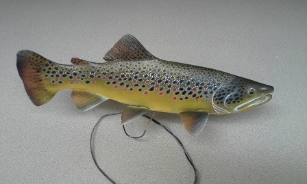 Working on a Brown trout. 