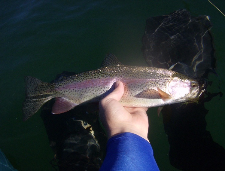 Blackwater rainbow trout (canadian stock piscivorous rainbow)  