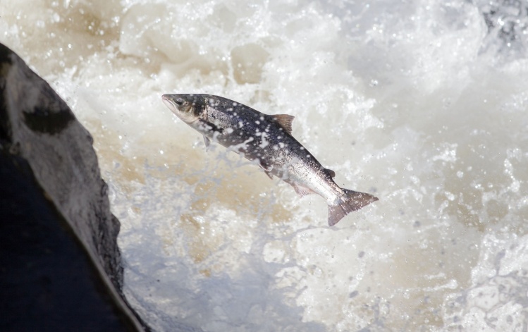 A nice fish jumping the Eggafoss upstream