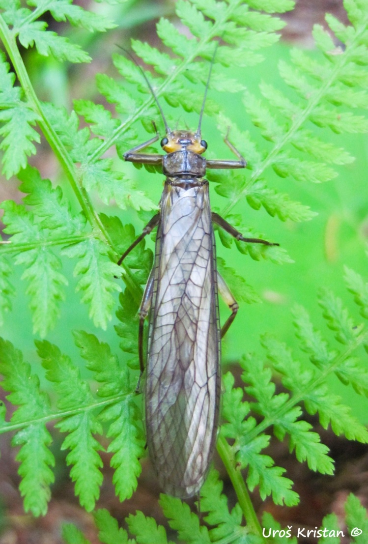 Giant Stonefly (order Pteronarcyidae)
