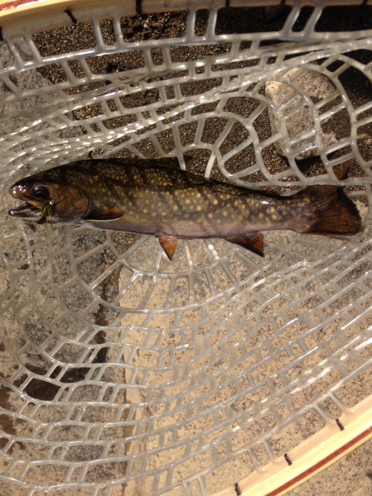 My biggest fish of the trip. A 12" native Brook Trout taken on the Swift Diamond River. Best shot I could get before he jumped out of the net and back into the water.