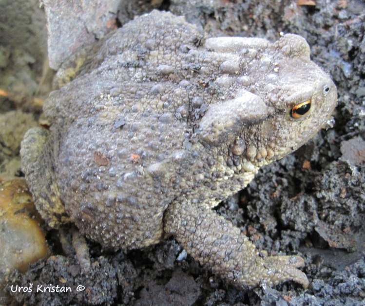 Common toad, European toad (Bufo bufo)