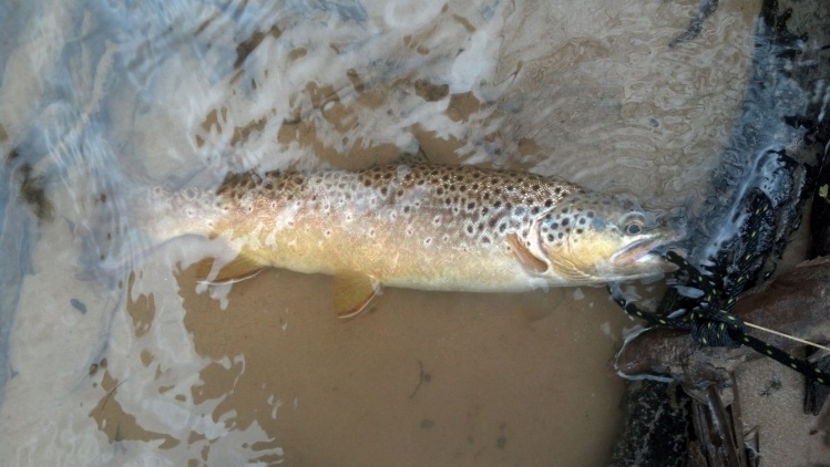 Nice Brown on the Pere Marquette