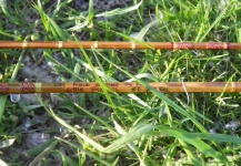 # 0  bamboo fly rod 7.10 pies 