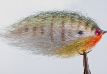 Mira esta mosca de Al Quattrocchi ) – Fly dreamers
