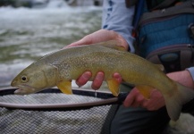 Andy Buckley 's Fly-fishing Photo of a Marble Trout – Fly dreamers 