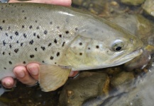 Spanish Sea trout on the dry fly