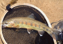Fly-fishing Photo of Golden Trout shared by Michael Biggins – Fly dreamers 