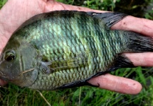 Fly-fishing Pic of Chameleon Cichlid shared by Marcos San Miguel – Fly dreamers 