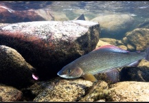 Matt Hayes 's Fly-fishing Image of a Grayling – Fly dreamers 