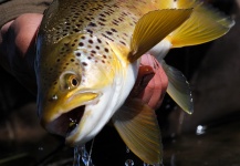 Peter Broomhall 's Fly-fishing Catch of a Brown trout – Fly dreamers 