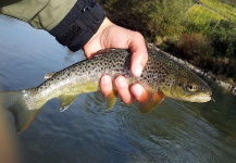 Autumn 2014 - Brown and Marble Trouts caught with dries