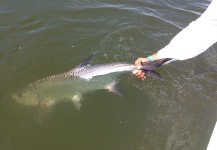 Tarpon Fly-fishing Situation – Lizardo Narvaez shared this Interesting Photo in Fly dreamers 