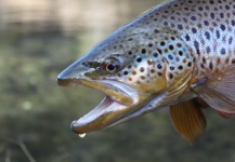 Jeremy Clark 's Fly-fishing Photo of a Brown trout – Fly dreamers 