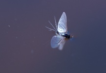 Matthew Deegan 's Fly-fishing Entomology Photo – Fly dreamers 