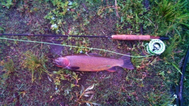 Beautiful, dark yellowstone cutthroat I pulled out from under a root ball on the snake, I love these fish that lay out of the sun and get fantastic dark coloring..