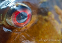 Fly-fishing Photo of Peacock Bass shared by Patrick Pendergast – Fly dreamers 