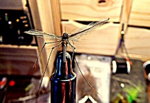  Una Excelente foto de atado de moscas por Weirich Thomas