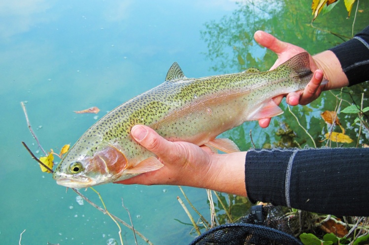 Nice big rainbow trout