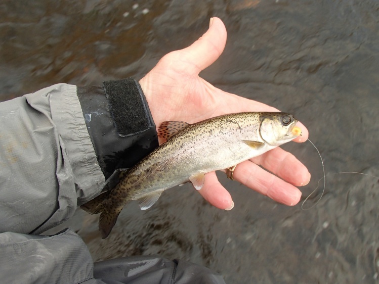 Took a break from the salt and gave a shot to steelhead.  Hooked three but only landed this little guy, took a egg pattern.