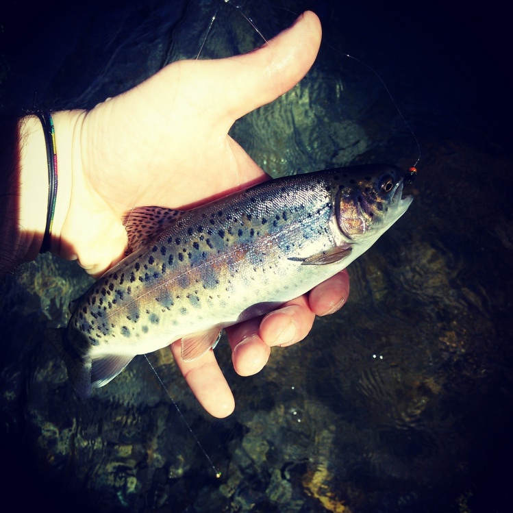 Rainbow trout 