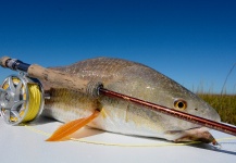 Low tide Texas redfish