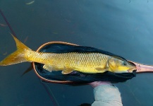  Foto de Pesca con Mosca de Yellowfish compartida por Mario Smit – Fly dreamers
