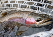 Fly-fishing Pic of Rainbow trout shared by Wendell Baer – Fly dreamers 