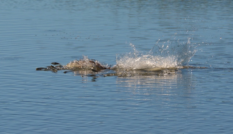 Mullet fleeing from a red in inches of water.