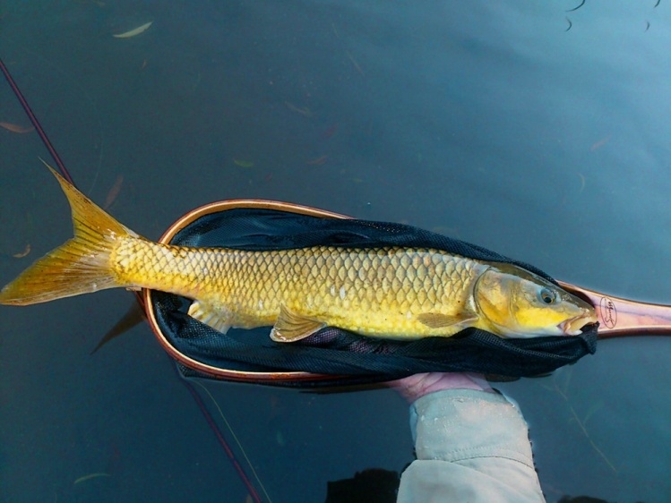 Yellowfish of South Afriica