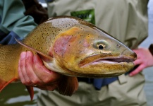 Fly-fishing Photo of Fine Spotted Cutthroat shared by Scott Smith – Fly dreamers 