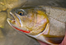 Scott Smith 's Fly-fishing Picture of a Fine Spotted Cutthroat – Fly dreamers 