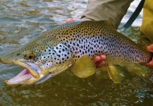 Brown trout pic by Grand Teton Fly Fishing Outfitter - Fly dreamers