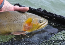 Fine Spotted Cutthroat Fly Fishing in West Wyoming - Fly dreamers