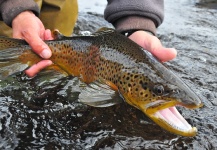 Scott Smith 's Fly-fishing Pic of a Brown trout – Fly dreamers 