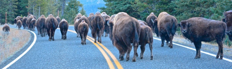 Yellowstone traffic cam
