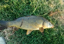 Carp and other "flats" fish