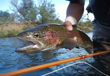 Rio Dorado Lodge 's Fly-fishing Pic of a Rainbow trout – Fly dreamers 