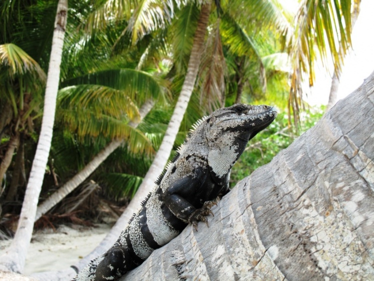 Nice iguana from an isolated island, Mexico, Ascencion Bay