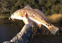 Fly-fishing Picture of Redfish shared by Doug Papile – Fly dreamers
