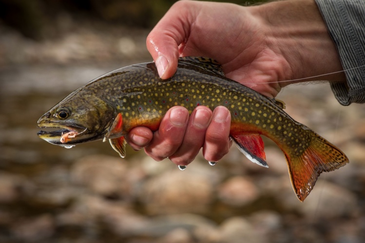 A stunning fall brook trout caught in the Colorado Rockies. Photo: Tim Romano