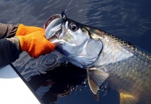 Ned Small 's Fly-fishing Picture of a Tarpon – Fly dreamers 
